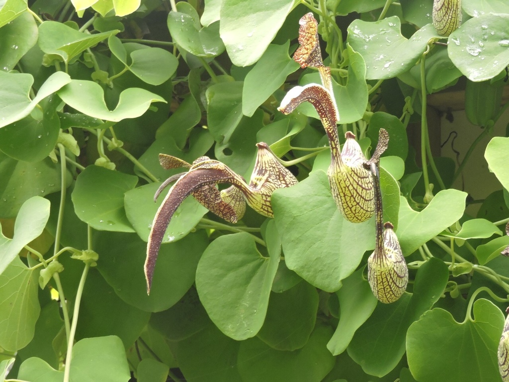 Gaping dutchman's pipe
