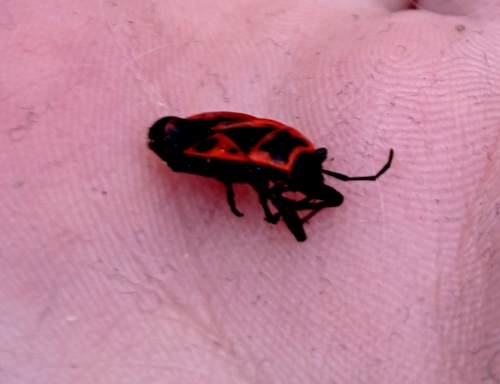 European Firebug