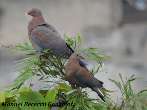Red-billed Pigeon