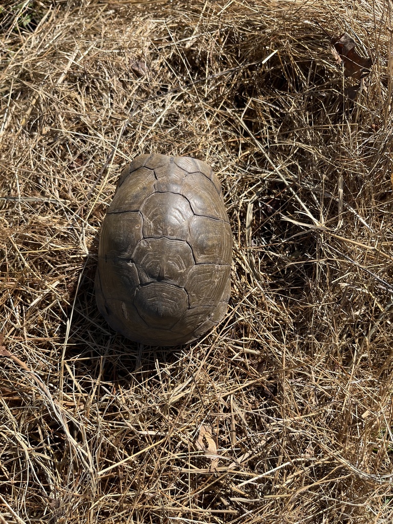 Three-toed Box Turtle in April 2024 by Robyn Dill · iNaturalist