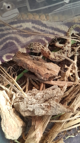 Mediterranean House Gecko