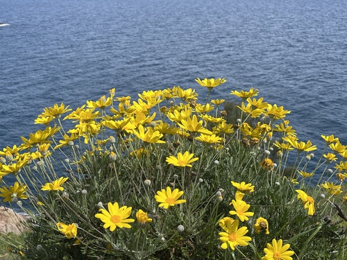 Euryops pectiné 4