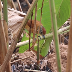 Thamnophilus doliatus image
