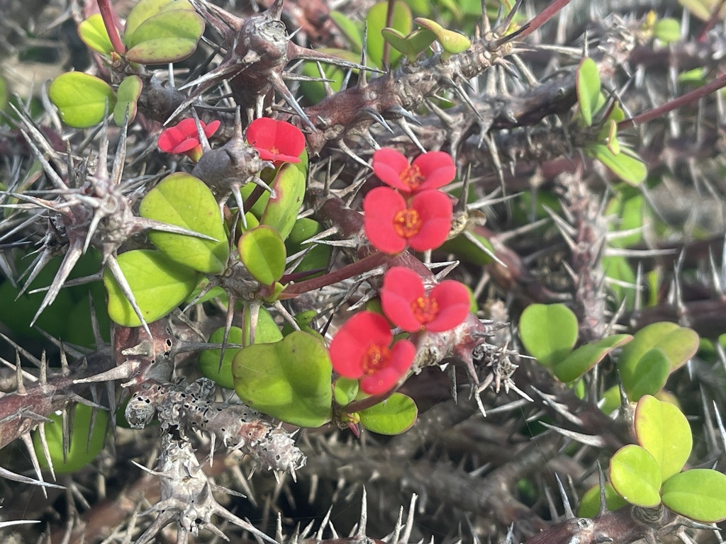 Euphorbia milii