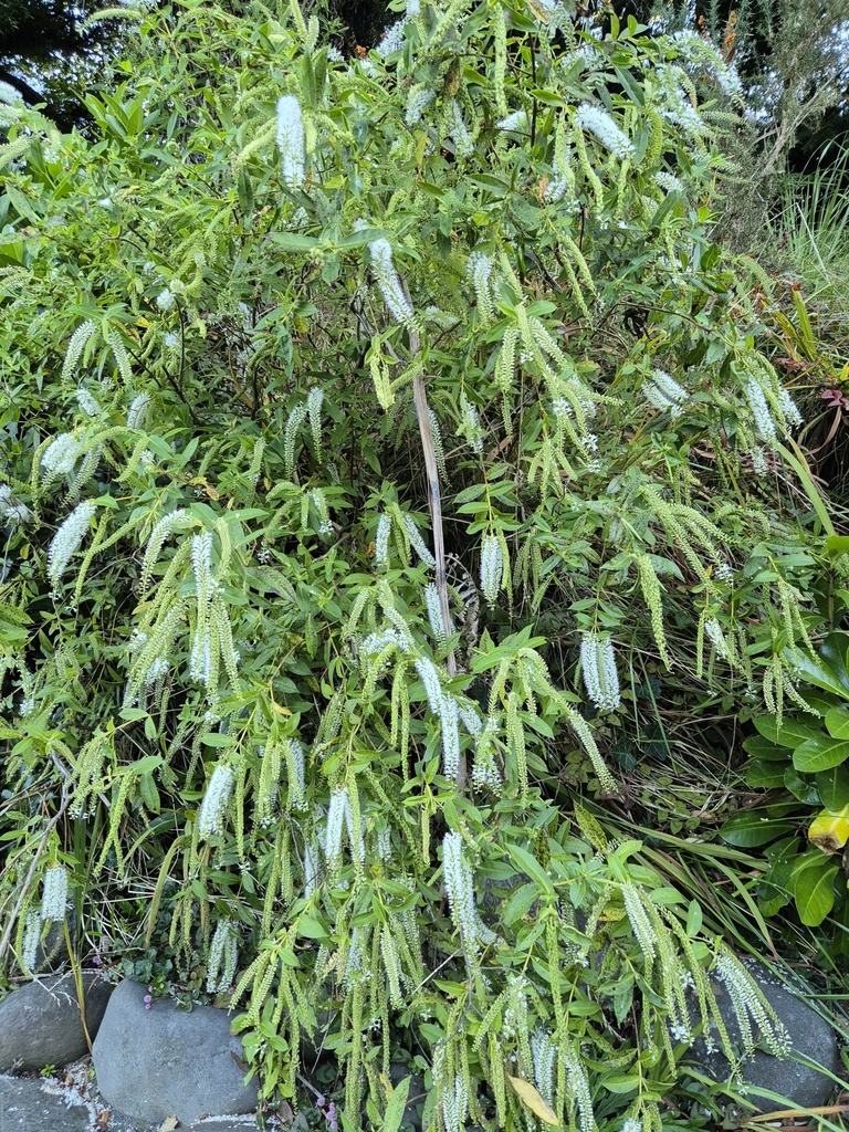 Veronica stricta stricta from Burgess Park 4371, New Zealand on April 6 ...