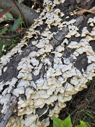 iNaturalist observation photo of Trichaptum