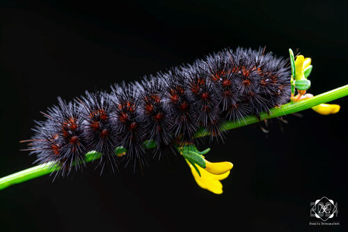 Painted Tiger Moth