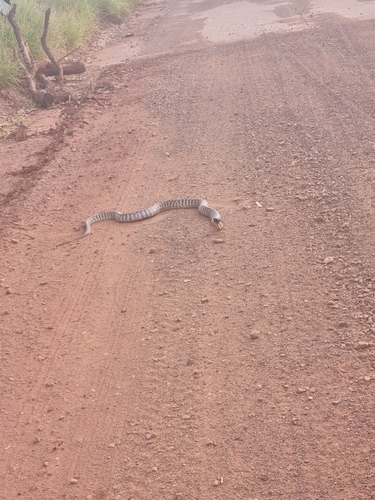 Black-headed Python sighting