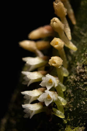 Campylocentrum micranthum