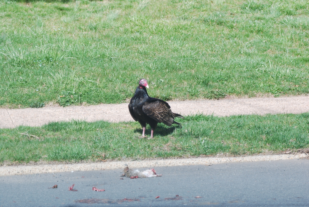 Turkey Vulture from Edison, NJ, USA on April 7, 2024 at 03:16 PM by Y ...