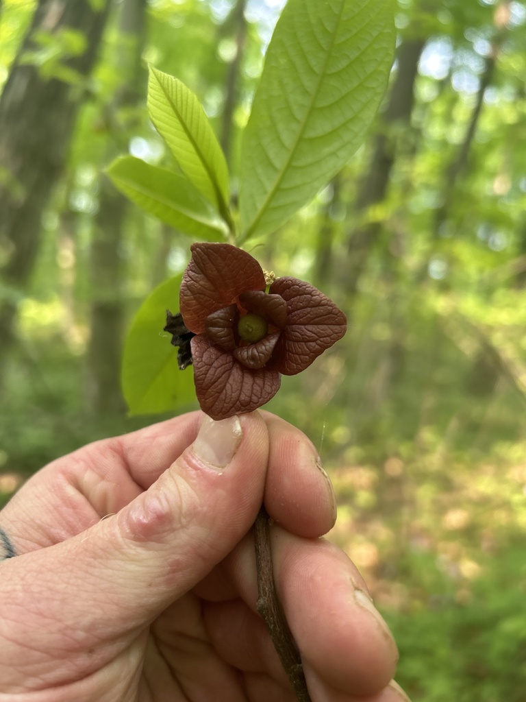 common pawpaw from Noble County, US-IN, US on May 17, 2023 at 04:16 PM ...