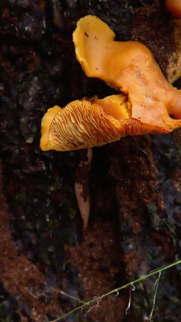 Australian chanterelle from Mango Hill, Mango Hill QLD 4509, Australia