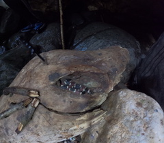 Rhinobothryum bovallii image