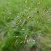 Silver Hairgrass - Photo (c) Tig, all rights reserved
