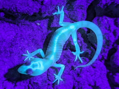 Coleonyx variegatus
