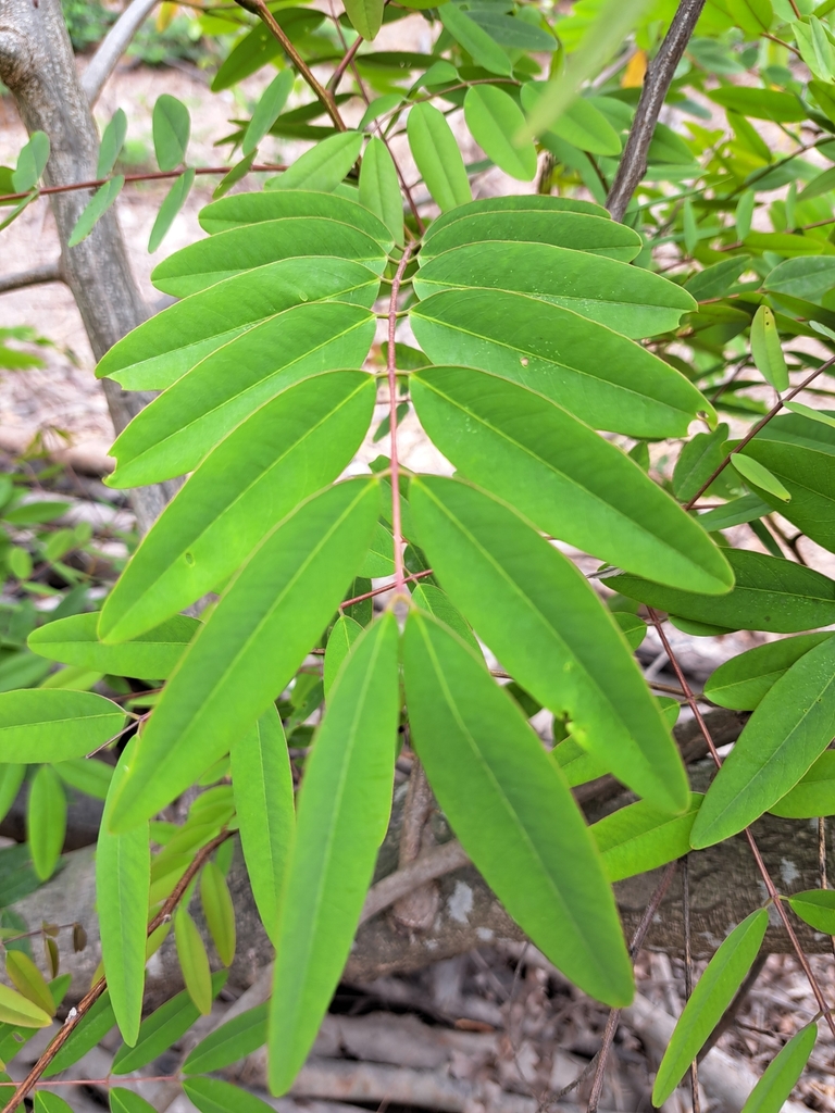 Kassod Tree from 地點：22.652380，120.270190 on April 8, 2024 at 11:21 AM ...