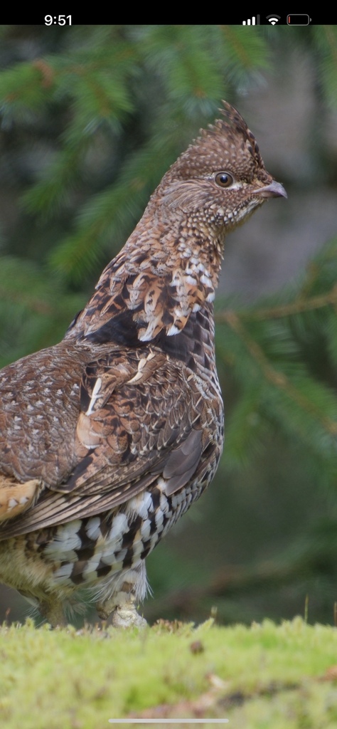 Ruffed Grouse from Fraser Valley, BC, CA on April 7, 2024 at 09:51 PM ...