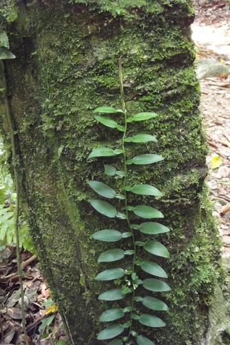 Climbing Aroid