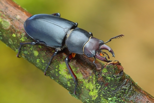 Lucanus ibericus