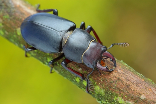 Lucanus ibericus