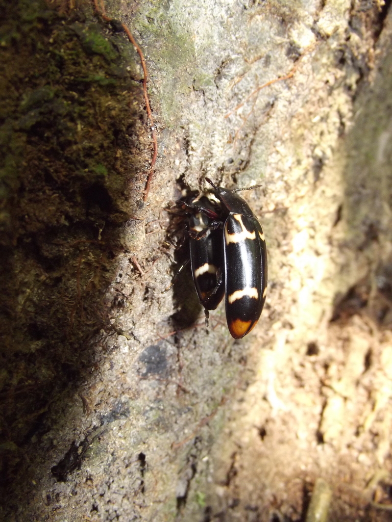 Megalodacne from Masindi, Uganda on January 6, 2015 at 08:56 AM by ...