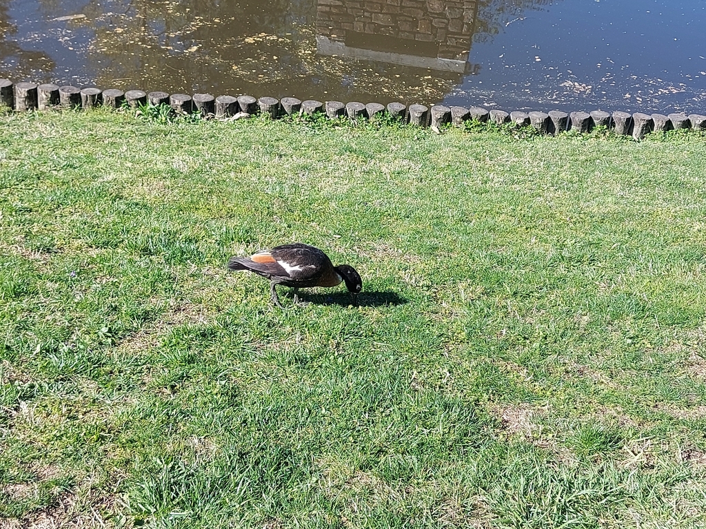 Ducks, Geese, and Swans from Duke Hospital South, Durham, NC 27710, EUA ...