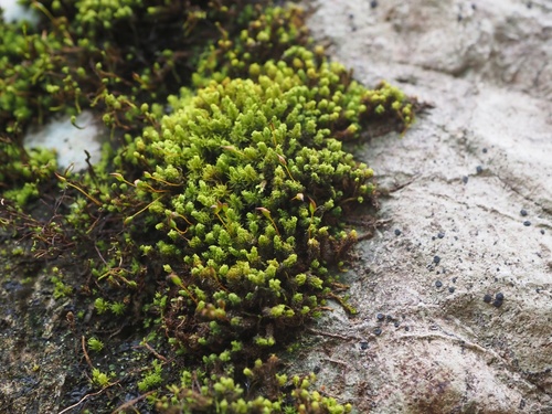 Macromitrium gymnostomum