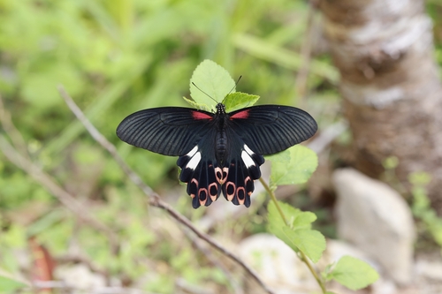 Papilio thaiwanus Rothschild, 1898