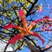 Ceiba lupuna - Photo (c) Mirna Caniso, todos los derechos reservados, subido por Mirna Caniso