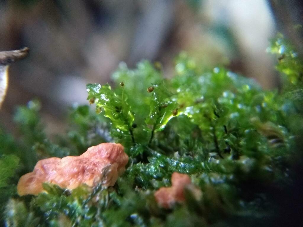 plants from Ilópolis RS, Brazil on April 7, 2024 at 0310 PM by Régis