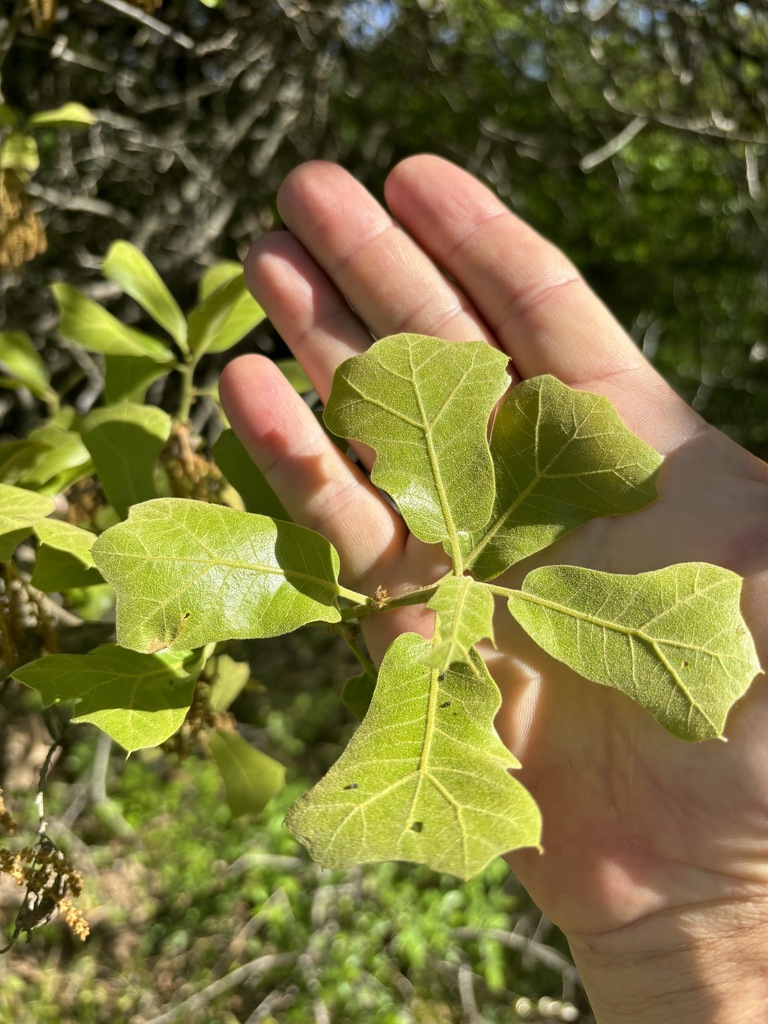 blackjack oak from Bryan County, OK, USA on April 7, 2024 at 09:40 AM ...