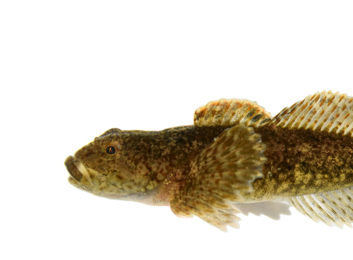 Mottled Sculpin