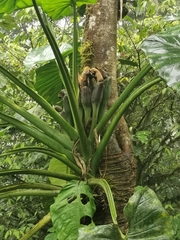 Syngonium schottianum image