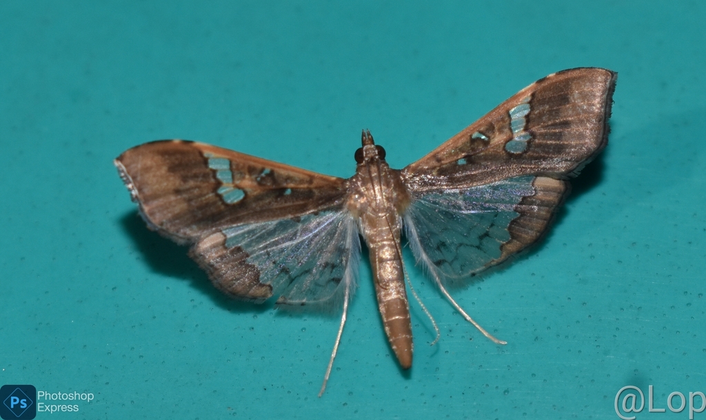 Mung Bean Moth from Bazaricherra, Karimganj, Assam 788727, India on ...