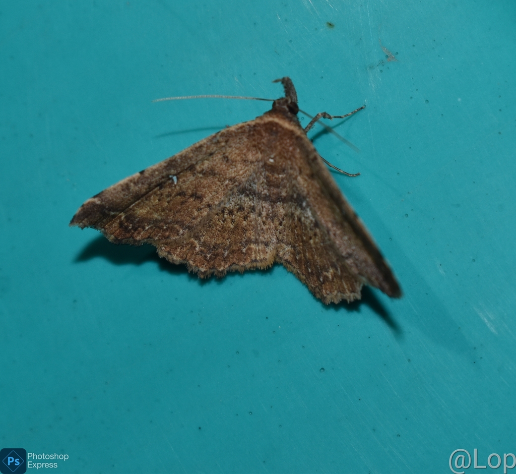 Underwing, Tiger, Tussock, and Allied Moths from Bazaricherra ...