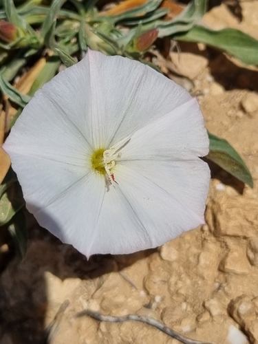 Narrow-leaved Bindweed