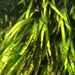 Vallisneria neotropicalis - Photo (c) Andrew X Nguyen, all rights reserved, uploaded by Andrew X Nguyen
