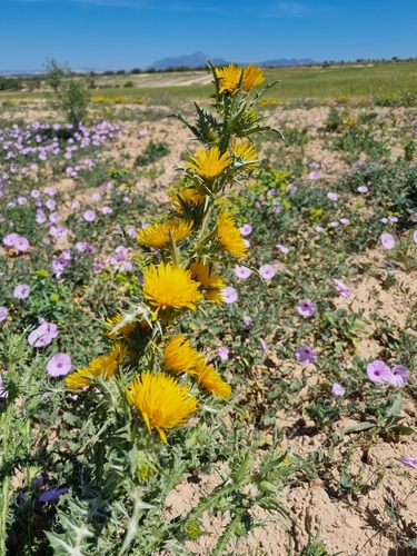 Large-flowered Golden Thistle