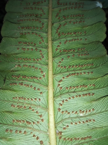 Cyathea andicola