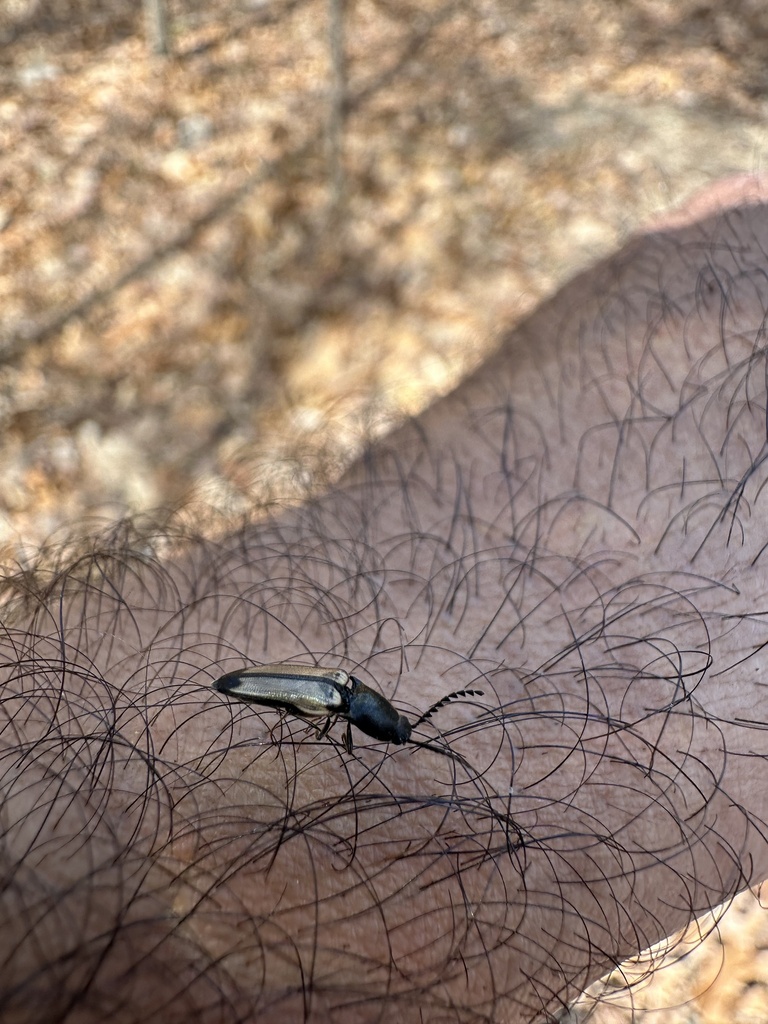 Ampedus linteus from barcroft park arlington va us on april 8 2024