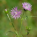 Boar Thistle - Photo (c) Fero Bednar, all rights reserved, uploaded by Fero Bednar