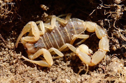 Buthus halius
