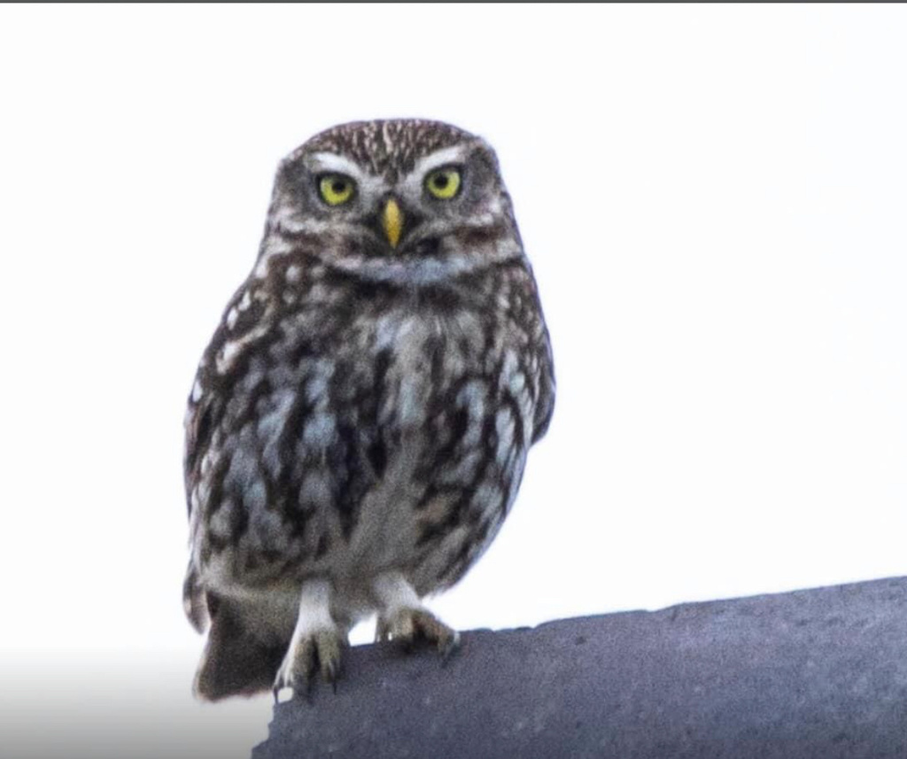 금눈쇠올빼미 in 4월 2024 by keith mills · iNaturalist 금눈쇠올빼미 (Athene noctua)
