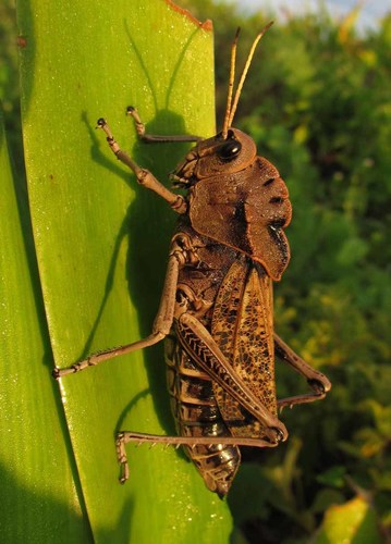 Romalea obscura
