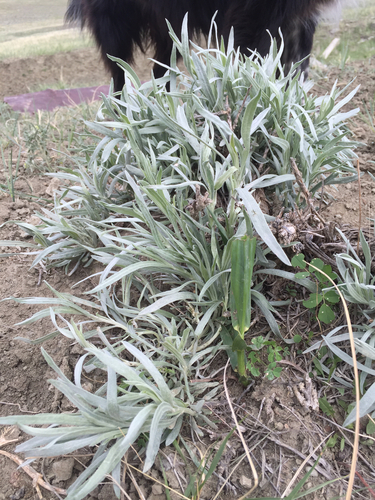 Silver Sagebrush