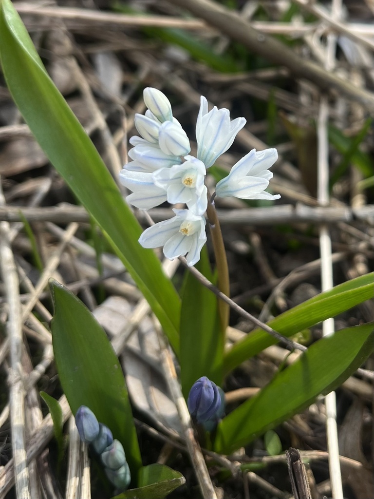 striped squill from Humber Valley Heritage Trail - Bolton Camp Trail ...