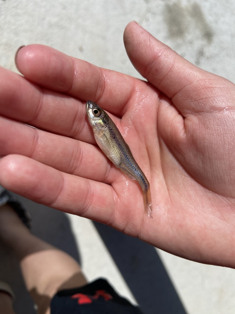 Fathead Minnow in April 2024 by Jason Butler · iNaturalist