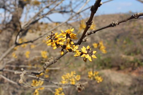 Platymiscium lasiocarpum