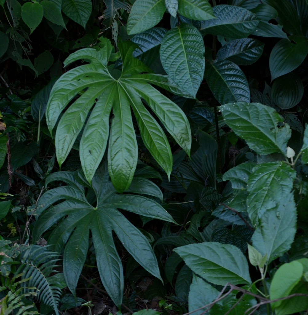 Anthurium pedatoradiatum