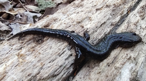 Foothills Dusky Salamander